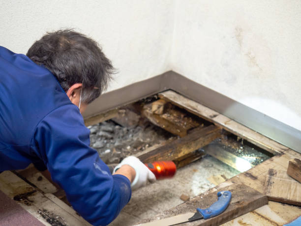 Best Emergency Mold Remediation in Pewee Valley, KY