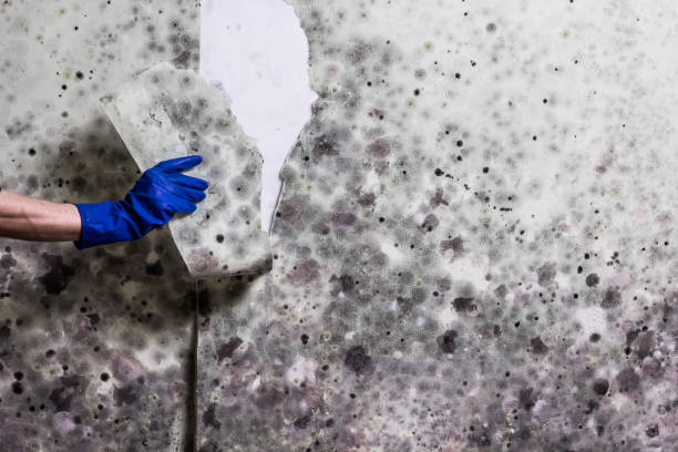 Best Kitchen Mold Remediation in Pewee Valley, KY